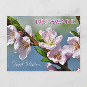 Cartão Postal Flor de Estado Delaware: Peach Blossom