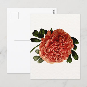 Cartão Postal Flor de Flores Clássicas Vintage