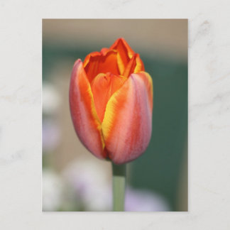 Cartão Postal Flor de Fogo