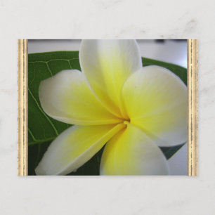 Cartão Postal Flor De Frangipani Branco E Amarelo