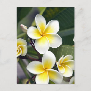 Cartão Postal flor de frangipani Ilhas Cook