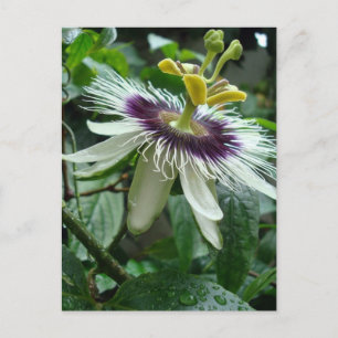 Cartão Postal Flor de Fruta de Paixão Tropical Exótica