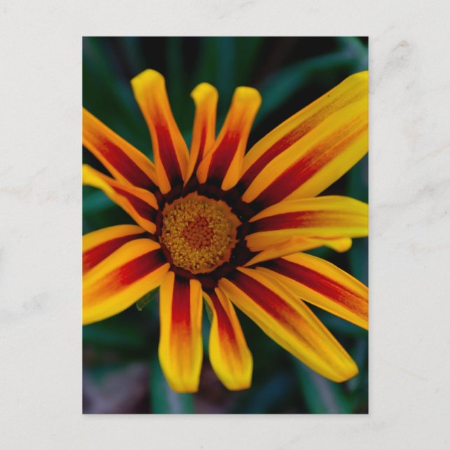 Cartão Postal Flor de Gazania (Frente)