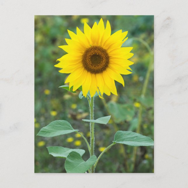 Cartão Postal Flor de girassol (Frente)