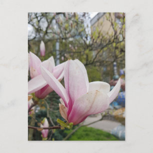 Cartão Postal Flor de grandes flores de magnólia rosa. Primavera