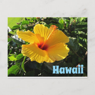 Cartão Postal Flor de Hibisco Amarelo Havaí