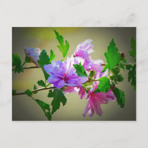 Cartão Postal Flor de Hibisco em Flor