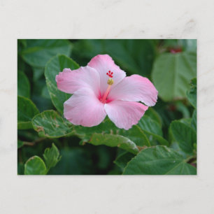 Cartão Postal Flor de Hibisco Rosa Vibrante