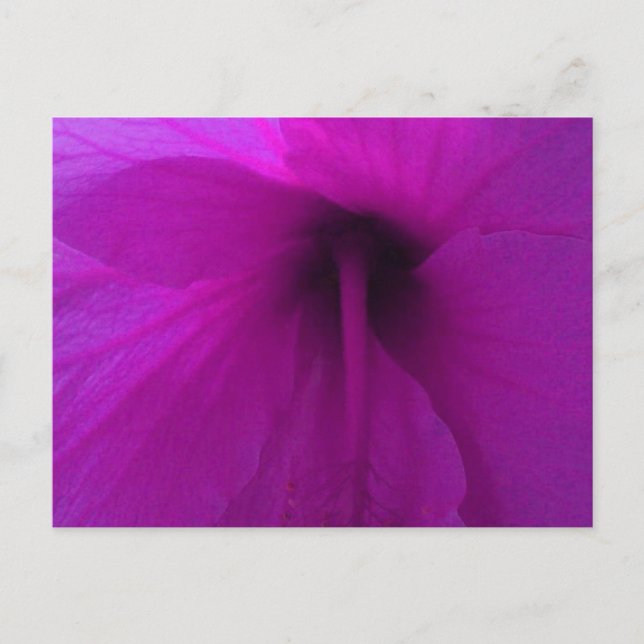 Cartão Postal Flor de Hibisco Roxo (Frente)