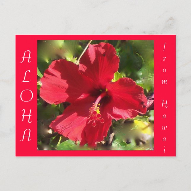 Cartão Postal Flor de Hibisco Vermelho de Aloha Havaiana (Frente)