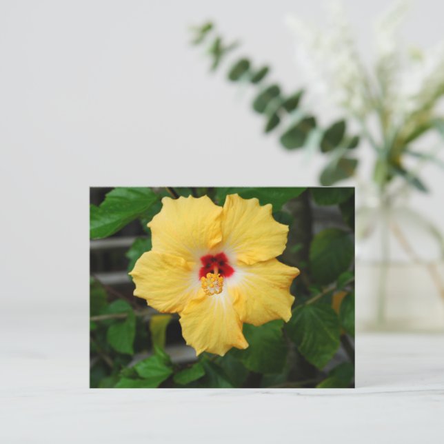 Cartão Postal Flor de Hibiscus Amarelo (Em pé/Frente)