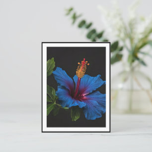 Cartão Postal Flor de Hibiscus Azul Blooming,