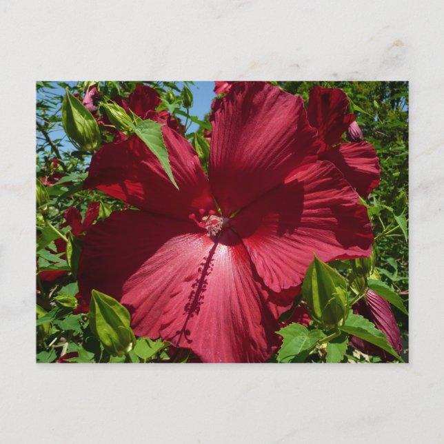 Cartão Postal Flor de Hibiscus e Céu Azul (Frente)