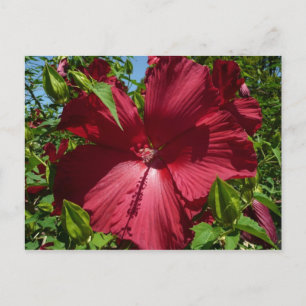 Cartão Postal Flor de Hibiscus e Foto de Verão do Céu Azul