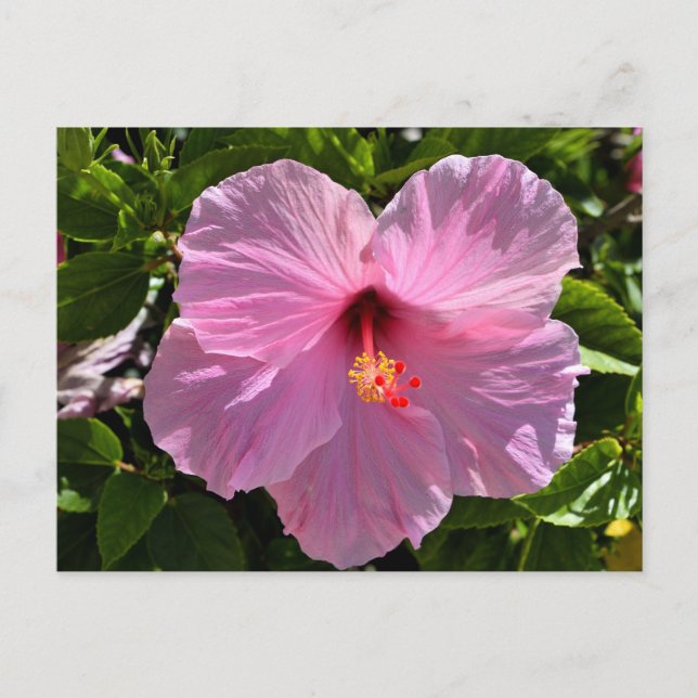 Cartão Postal Flor de Hibiscus Rosa (Frente)
