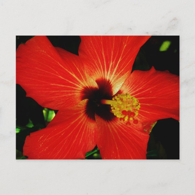 Cartão Postal Flor de Hibiscus Vermelho Brilhante (Frente)