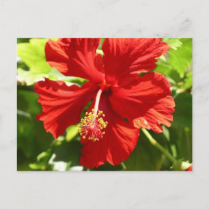 Cartão Postal Flor de Hibiscus Vermelho Havaiano