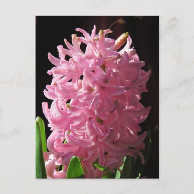 Cartão Postal Flor de Hyacinte Rosa (Frente)