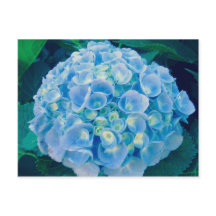 Flor de hydrangea azul-bebê