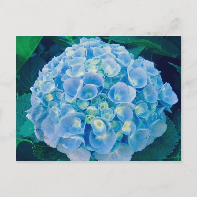 Cartão Postal Flor de hydrangea azul-bebê (Frente)