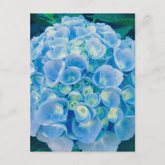 Cartão Postal Flor de hydrangea azul-bebê