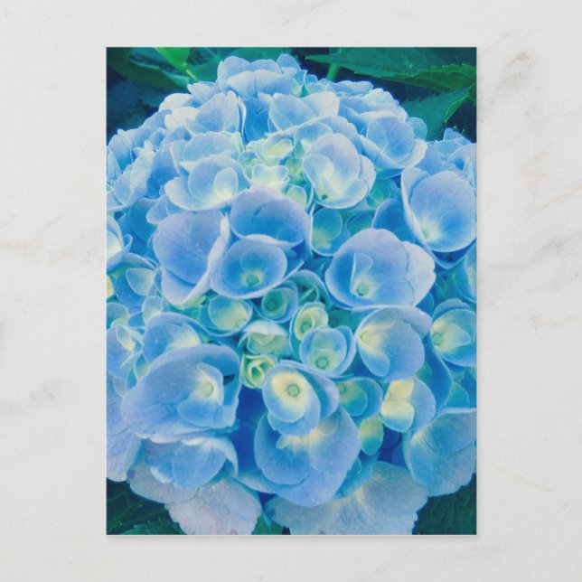 Cartão Postal Flor de hydrangea azul-bebê (Frente)