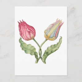 Cartão Postal Flor de ilustração botânica da safra Tulip