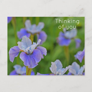 Cartão Postal Flor de Íris Azul Pensando em você
