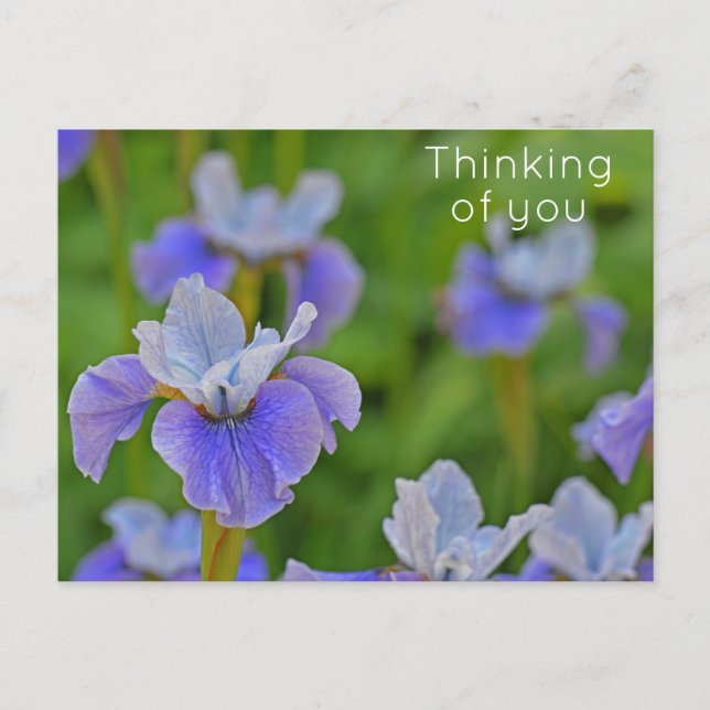Cartão Postal Flor de Íris Azul Pensando em você (Frente)