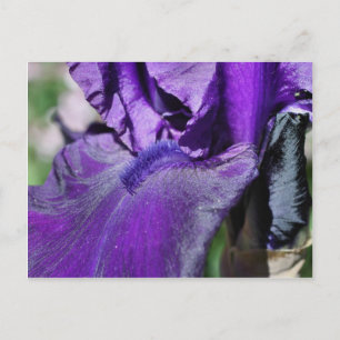 Cartão Postal Flor de Íris Barbeada Deep Purple Pétala