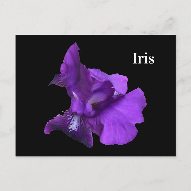 Cartão Postal Flor de Íris Roxa (Frente)