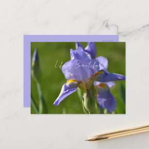 Cartão Postal Flor de Íris Roxa (minha fotografia)