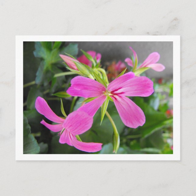 Cartão Postal flor de jardim, rosa (Frente)