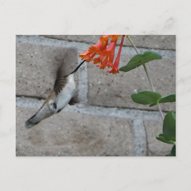 Cartão Postal Flor de laranja Hummingbird (Frente)