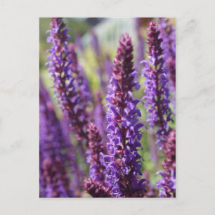 Cartão Postal Flor de Lavanda roxa