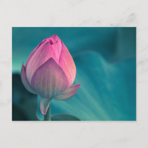 Cartão Postal Flor de Lily de Água Lotus