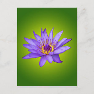 Cartão Postal Flor de Lírio Aquático Roxo do Lago