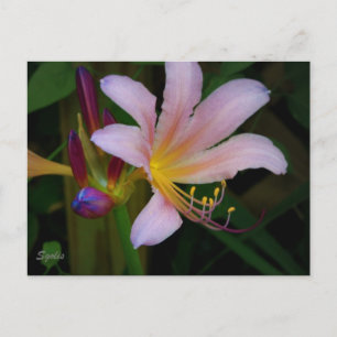 Cartão Postal Flor de Lírio Belladonna Rosa