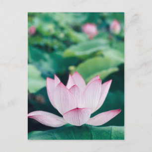 Cartão Postal Flor de Lotus