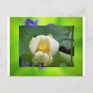 Cartão Postal Flor de lótus