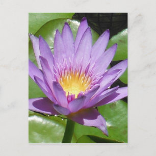 Cartão Postal Flor de Lotus