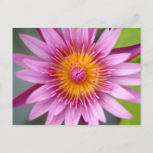 Cartão Postal flor de lótus