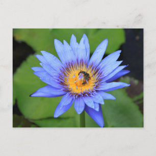 Cartão Postal Flor de lótus