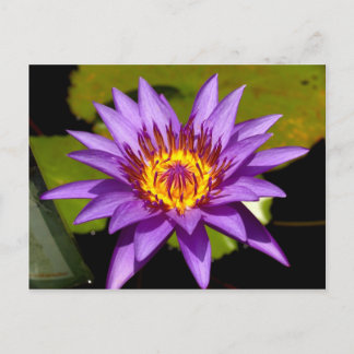 Cartão Postal flor de lótus