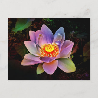 Cartão Postal Flor de Lótus