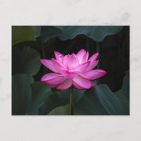 Flor de Lotus