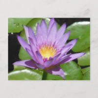 Flor de Lotus