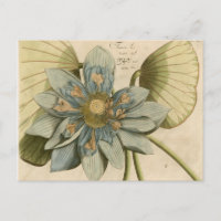 Flor de Lotus Azul no Fundo do Tom com Escrevendo