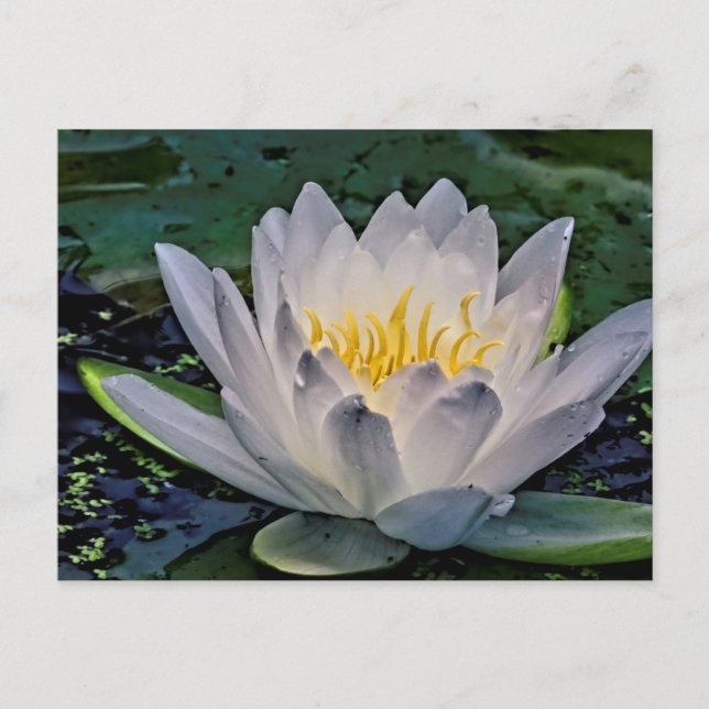 Cartão Postal Flor de Lotus Branca brilhante (Frente)
