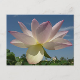 Cartão Postal Flor de Lotus e Céu Azul II